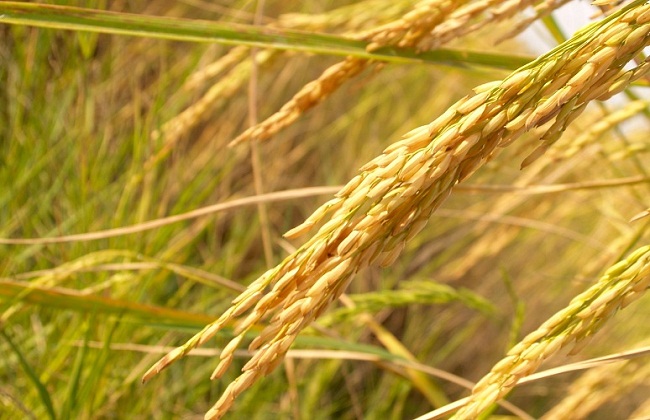 الأصناف الجديدة تُحدث ثورةً في زراعة الأرز