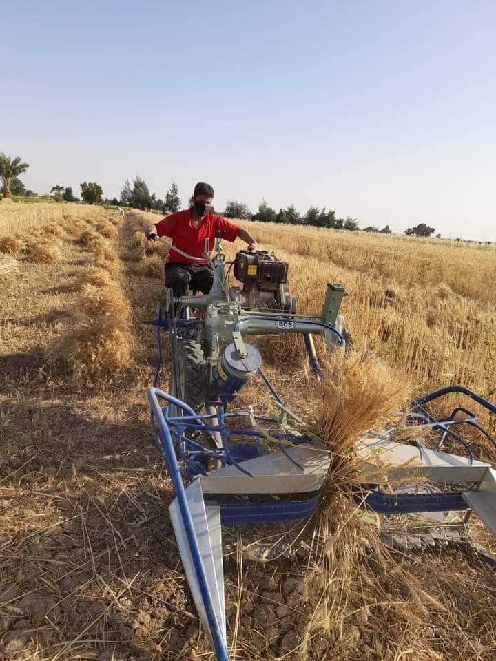 زراعة الوادي: توفير حصادتين لحصاد وتربيط القمح | صور - بوابة الأهرام