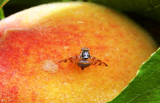  نصائح لنجاح استخدام مصائد ذبابة الفاكهة والخوخ في المكافحة الحيوية