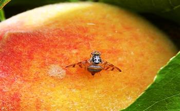 9 نصائح لنجاح استخدام مصائد ذبابة الفاكهة والخوخ في المكافحة الحيوية -  بوابة الأهرام