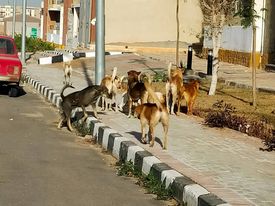وحشية الكلاب الضالة تُفزع سكان دار مصر أكتوبر  إصابات في يومين وأول رد رسمي لاحتواء الأزمة |صور 