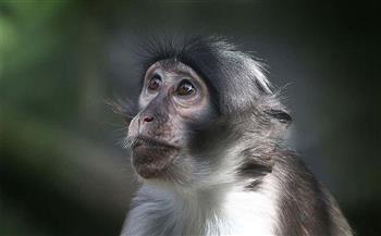 فرنسا ترصد أول إصابة محتملة بفيروس  جدري القردة  على أراضيها