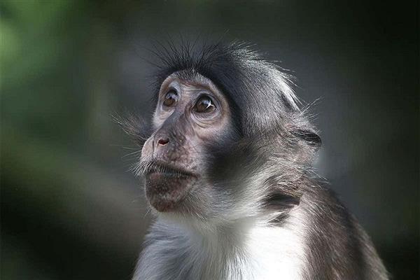 ;جدري القرود; يتسلم الراية من كورونا فيروس يتفشى عالميًا وينتقل باللمس ويدمر الجلد