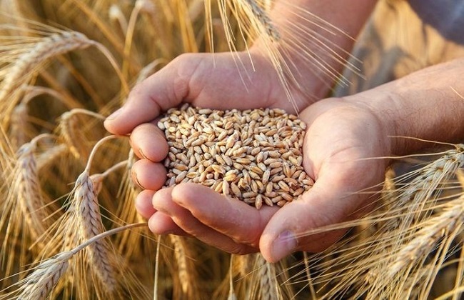 رؤية علمية لتعظيم الاستفادة من كفاءة أصناف القمح ;الغذاء الرئيسي; لأكثر من مليار شخص بالعالم