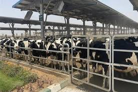 مصر تواجه أزمة الغذاء بالمشروعات الإنتاج الحيواني يساهم في الاكتفاء الذاتي وتخفيف الغلاء