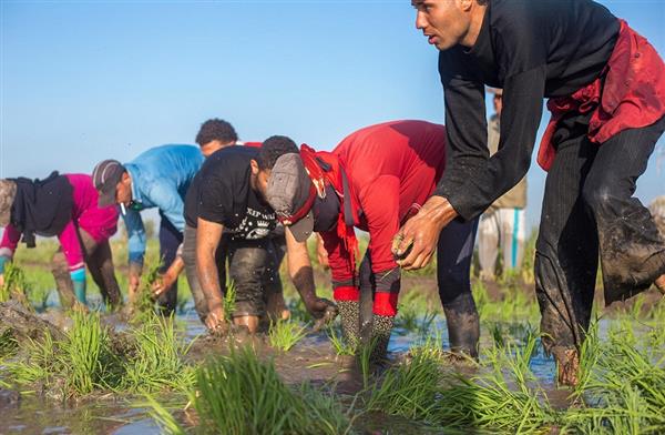 استعدادات لزراعة  ألف فدان بالبحيرة توفير سلالات أرز عالية الإنتاجية و;قصيرة العمر; تتحمل الملوحة