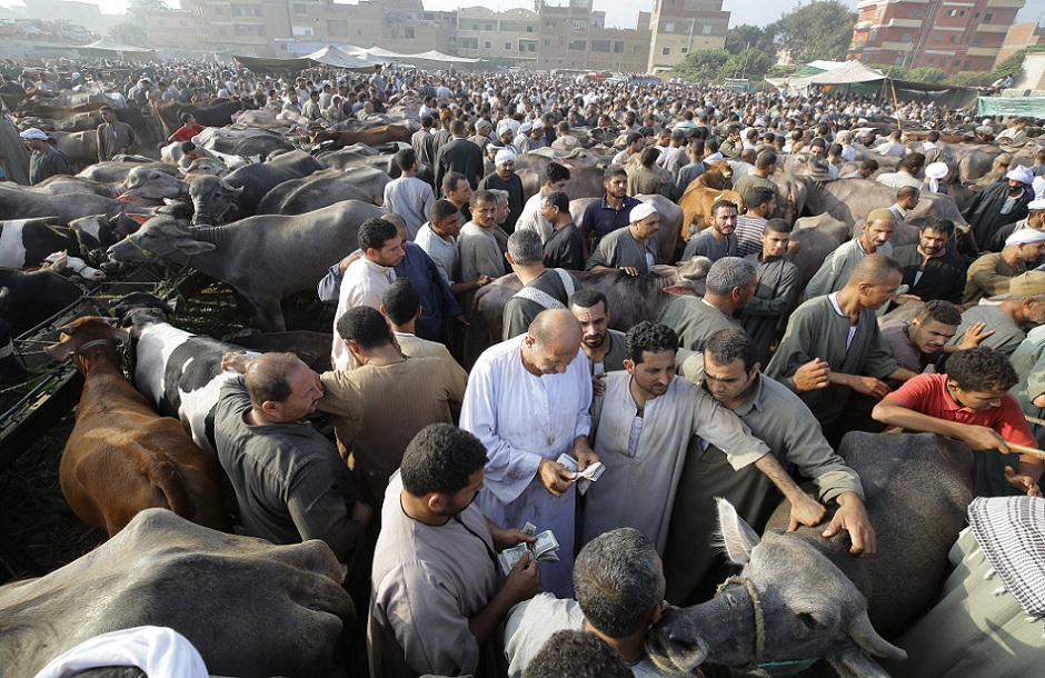 ارتفاع أسعار الماشية بأسواق كفر الشيخ قبل أيام من عيد الأضحى 