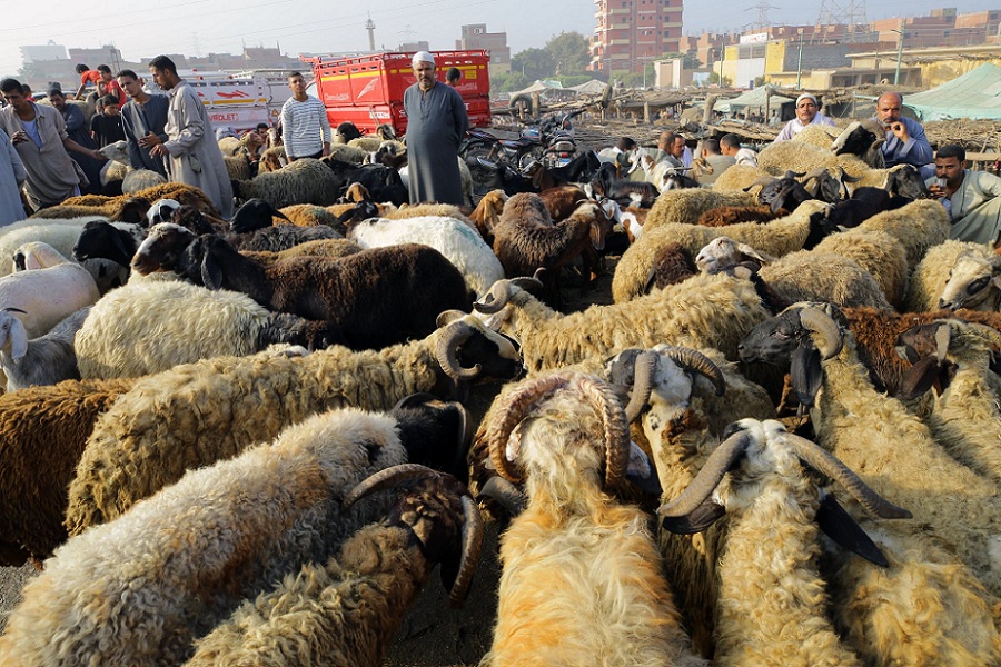 أسواق الخراف في مصر