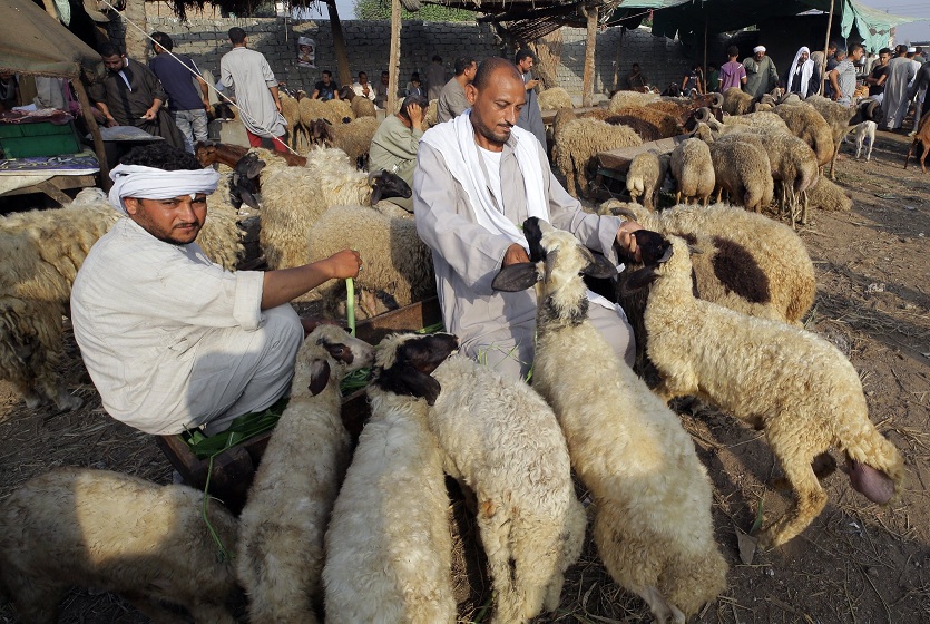 أسواق الخراف في مصر