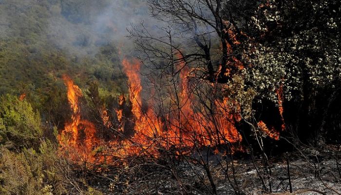 مصرع  وإصابة  في حرائق بغابات ولاية سطيف الجزائرية