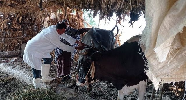 وزارة الزراعة تواصل حملة التحصين ضد مرضى الحمى القلاعية وحمى الوادي المتصدع