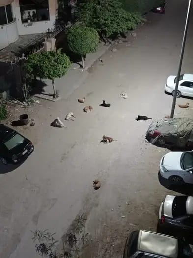 إنتشار الكلاب فى الشوارع