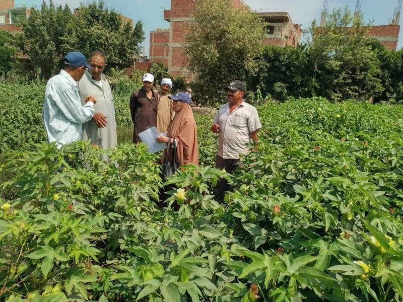 ;الزراعة; تنفذ  يوما حقليا وندوات إرشادية على مدار شهر بالوادي الجديد  