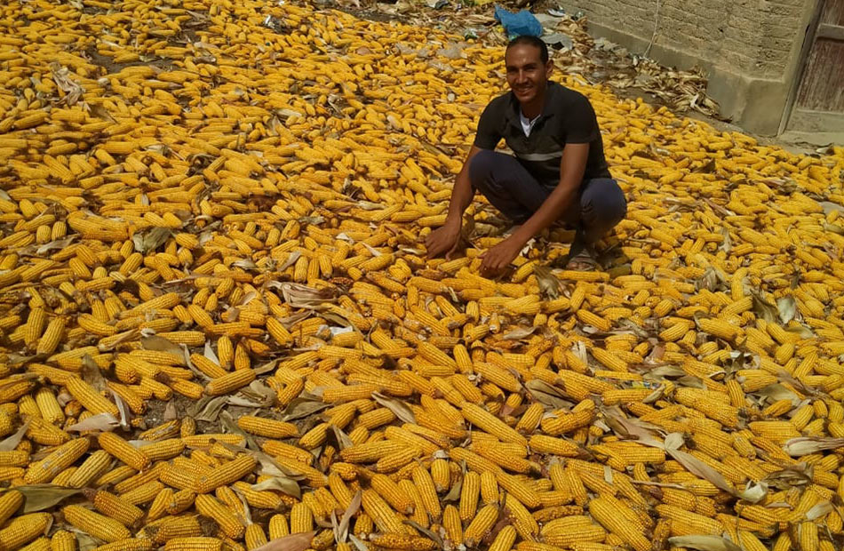 تقرير منظمة التنمية الزراعية مصر تستحوذ على ٪ من إنتاج الذرة الشامية في المنطقة