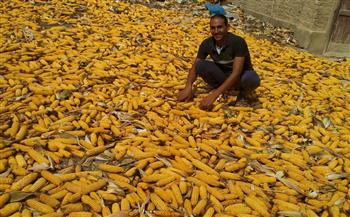   تقرير-منظمة-التنمية-الزراعية-مصر-تستحوذ-على-٪-من-إنتاج-الذرة-الشامية-في-المنطقة