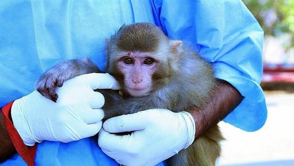 علماء فيروس جدري القردة يمكن أن ينقل العدوى إلى  نوعًا من الثدييات