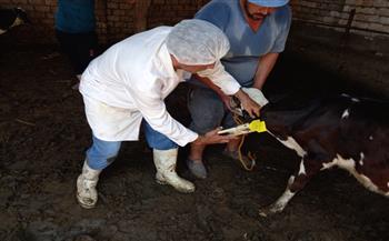   تحصين  ألفا و رأس ماشية للوقاية من مرض الحمى القلاعية بالشرقية|صور