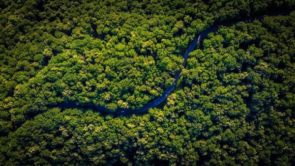 انقاذ غابات الأمازون " ورقة ديسيلفا الرابحة لإحياء علاقات البرازيل مع  الاتحاد الأوروبي - بوابة الأهرام