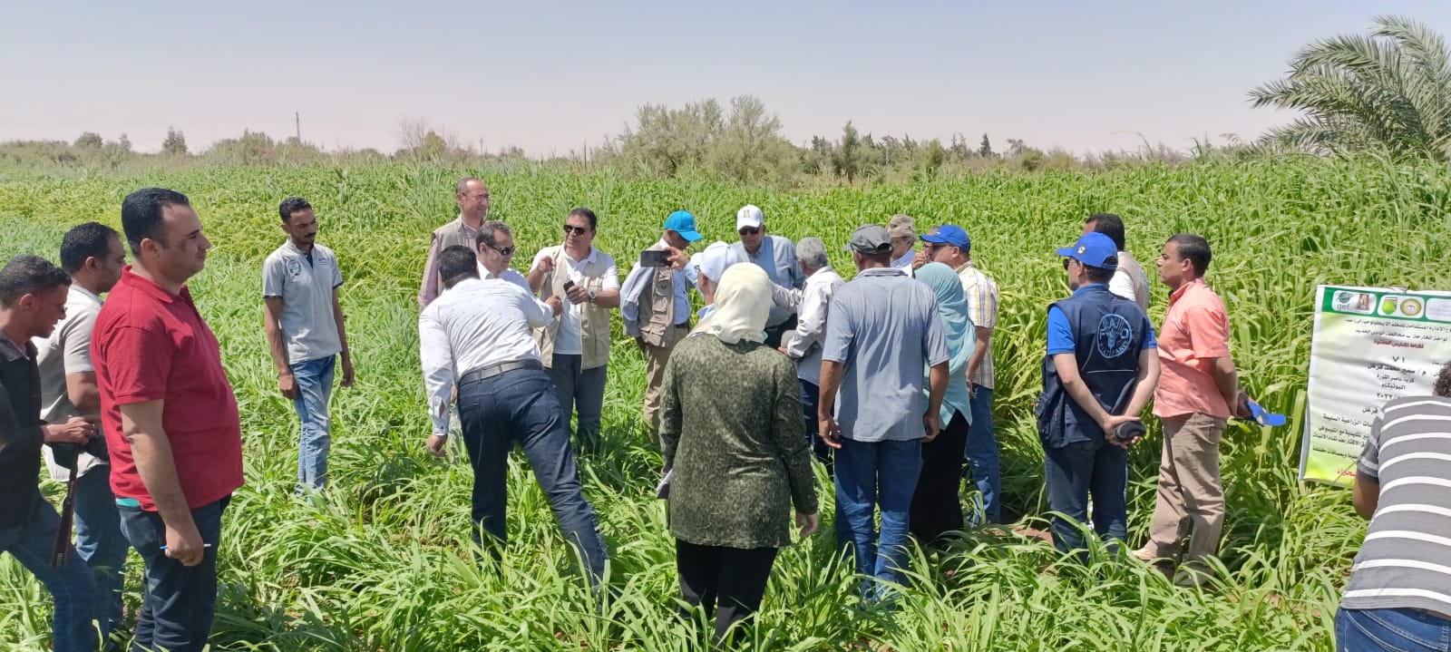  مدرسة حقلية في الوادي الجديد بالتعاون مع الفاو 