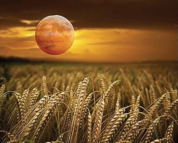 الزراعة على ضوء القمر استخدمها قدماء المصريين من آلاف السنين والعالم يتوسع فيها اليوم 