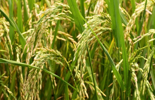 ​أهم  آفات تصيب محصول الأرز