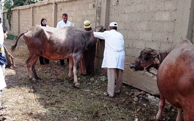 قافلة بيطرية مجانية لعلاج وتحصين الماشية في  الزعفران  غدا