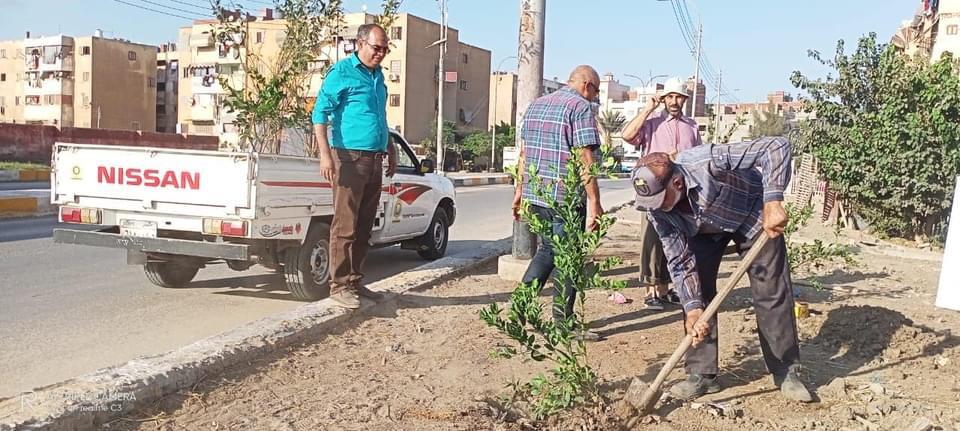  ضمن  مليون شجرة رفع كفاءة الحدائق والمسطحات الخضراء غرب الإسكندرية