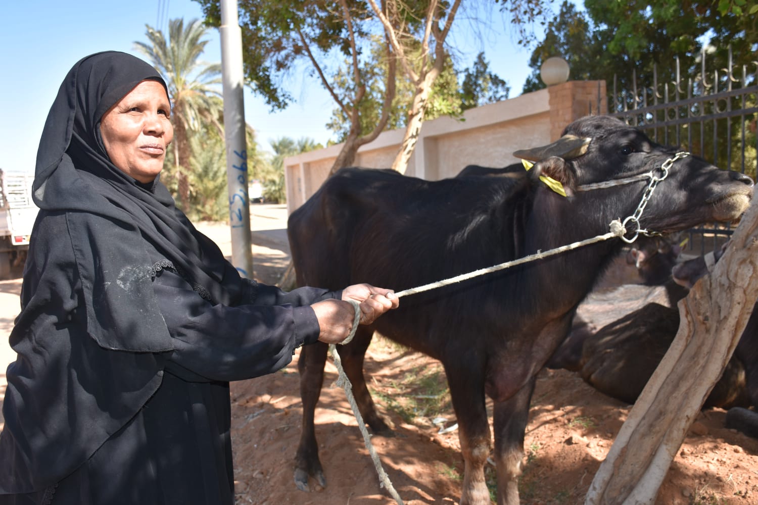 مشروع الاستثمارات الزراعية المستدامة يوزع 35 رأس ماشية مجانا بأسوان