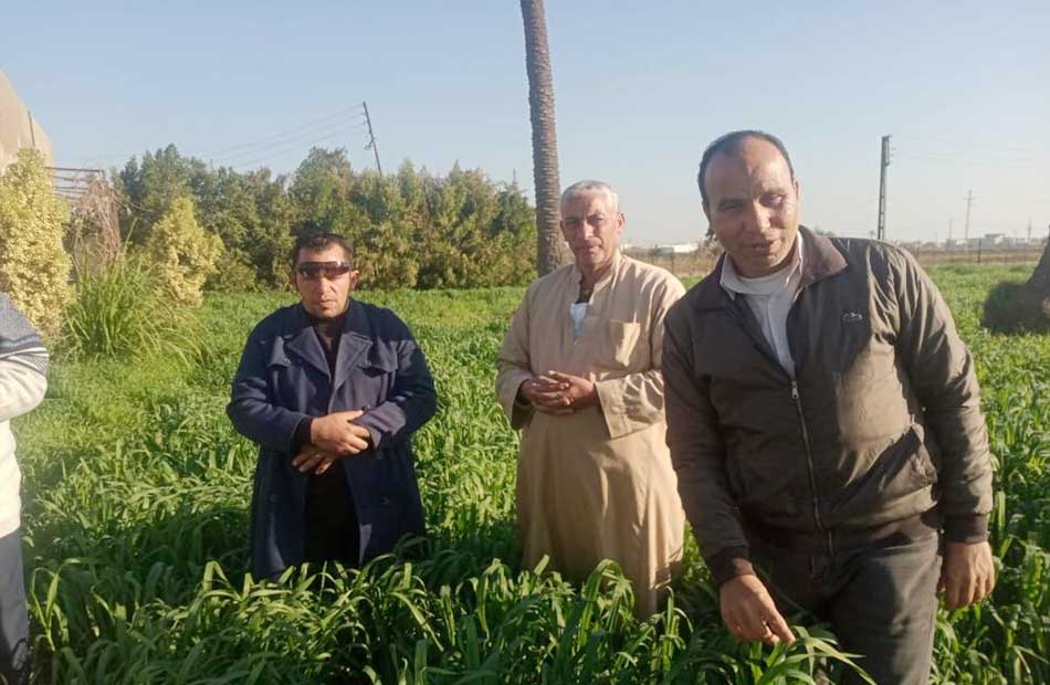 لجنة مكافحة الآفات ومعهد وقاية النباتات ولجنة مبيدات الآفات الزراعية في قرية كوم البركة 