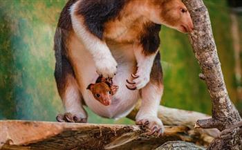   ولادة كنجر من نوع مهدد بالانقراض في حديقة حيوانات بريطانية | صور