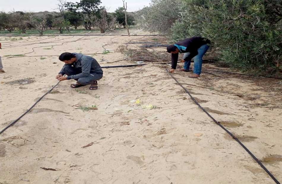 بحوث الصحراء ينظم قوافل إرشادية لمزارعي المحاصيل الإستراتيجية بمحافظة شمال سيناء | صور