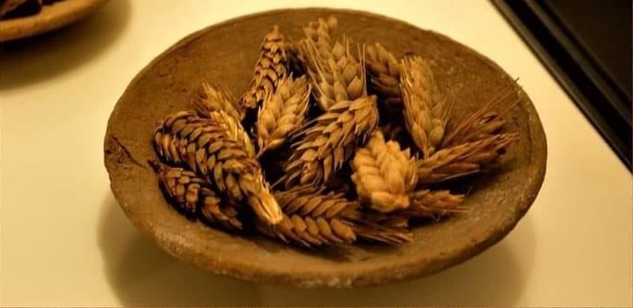 بعد زراعته بنظام التسطير في حقول الصعيد لزيادة المحصول قصة القمح الفرعوني في مصر| صور