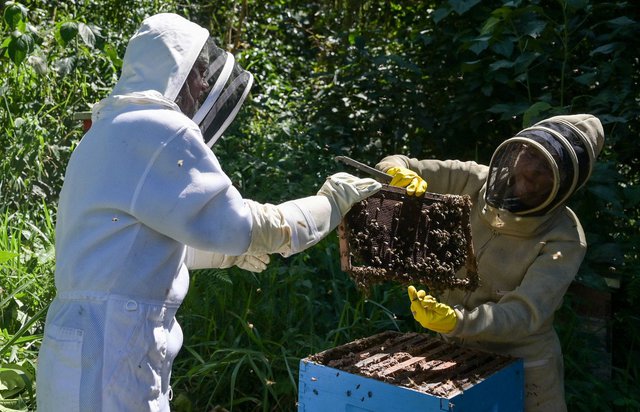 الاستفادة من الأخشاب الناتجة عن عمليات القطع غير القانونية في إنقاذ النحل  بكولومبيا … صور | الأخبار | بوابة الدولة