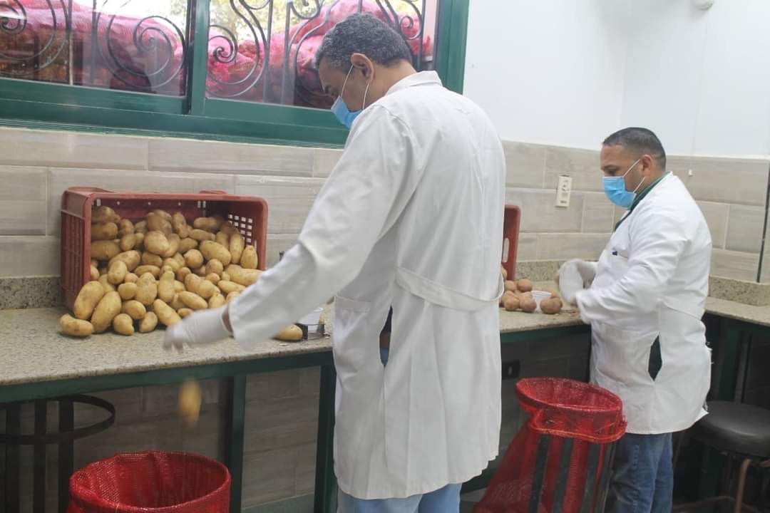  الزراعة  تكشف عن أبرز أنشطة مشروع مكافحة وحصر العفن البني في البطاطس خلال نوفمبر الماضي| صور