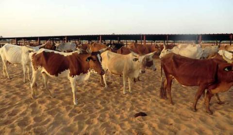 وزير موريتاني بلادنا تمتلك  مليون رأس من الماشية