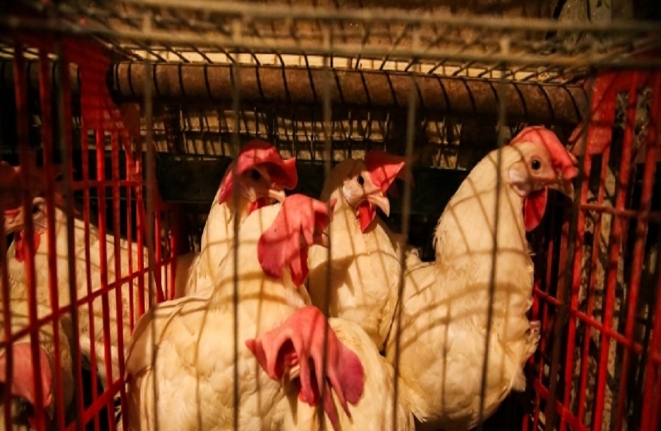 الدجاج الحرام.. تحذير من شراء «فراخ الحقن».. حماية المستهلك يوجه رسالة.. وهذه العلامات تدل على الغش