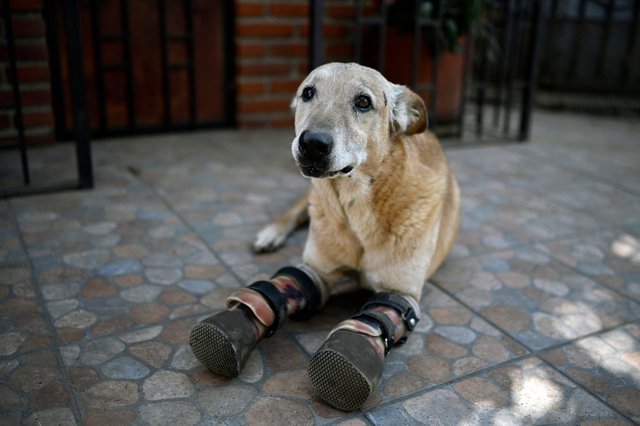 كلب قُطعت ساقاه في المكسيك مرشح لنيل لقب أفضل حيوان أليف |صور - بوابة  الأهرام