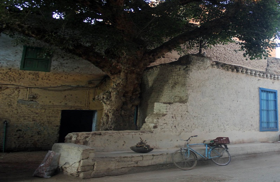 «شجرة حتحور» التي أحبها الصعايدة.. حكاية الجميزة العتيقة بحواري دشنا القديمة| فيديو وصور