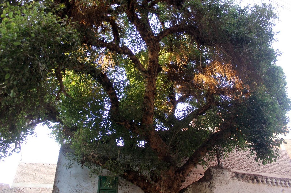 شجرة الجميزة العتيقة بقرية القناوية
