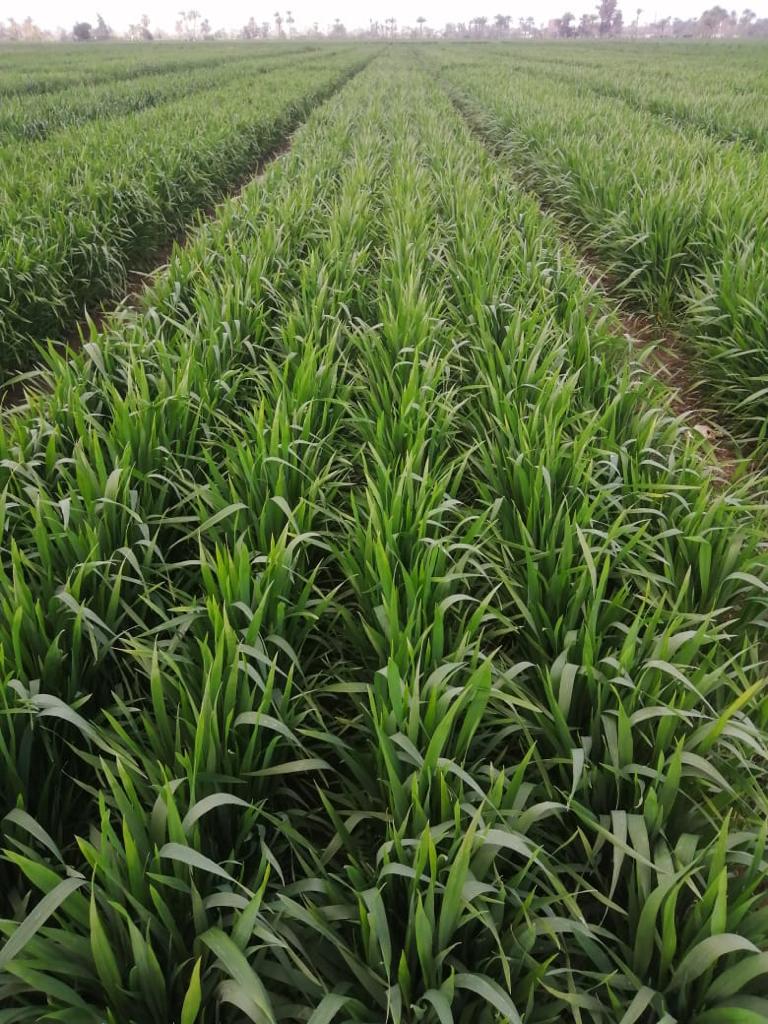   الحقول الإرشادية للمحاصيل الشتوية والقمح في محافظة بني سويف 