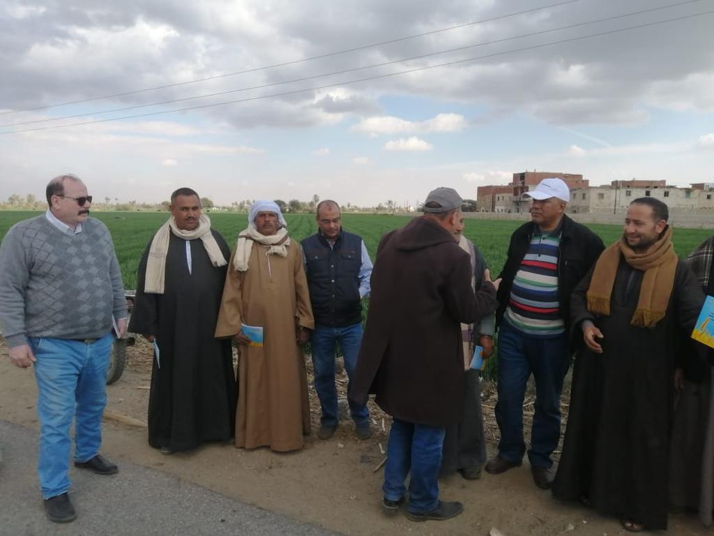   الحقول الإرشادية للمحاصيل الشتوية والقمح في محافظة بني سويف 