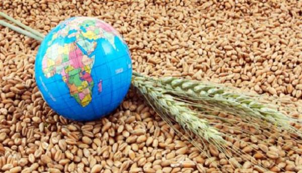 لماذا انسحبت مصر من اتفاقية تجارة الحبوب الدولية؟ خبراء يجيبون