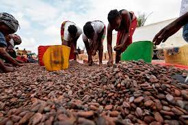 ضعف محصول الكاكاو في أفريقيا يهدد برفع أسعار الشوكولاتة عالمياً