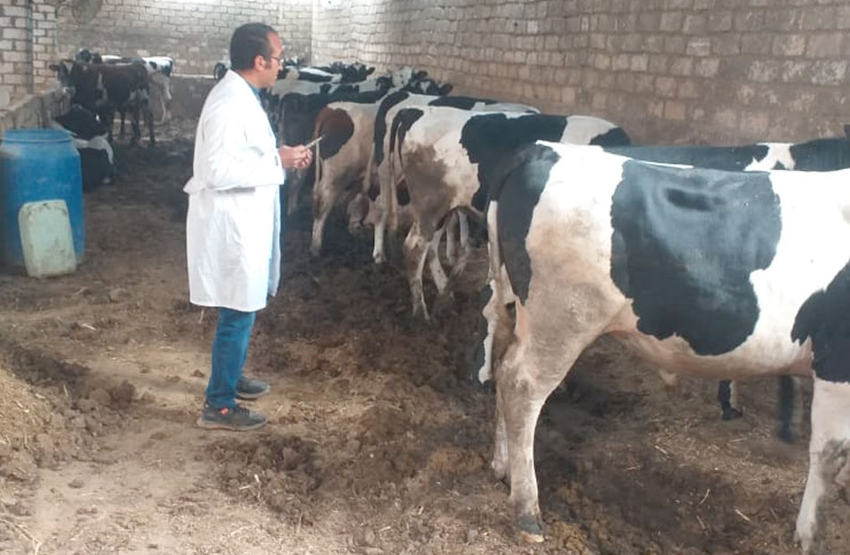 بيطري البحيرة:علاج 755 رأس ماشية في مركز الدلنجات 