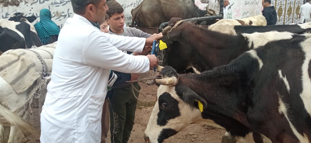 بيطري البحيرة علاج  رأس ماشية في مركز دمنهور