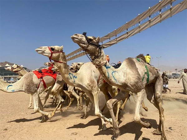 انطلاق مهرجان سباق الهجن بشمال سيناء  أبريل