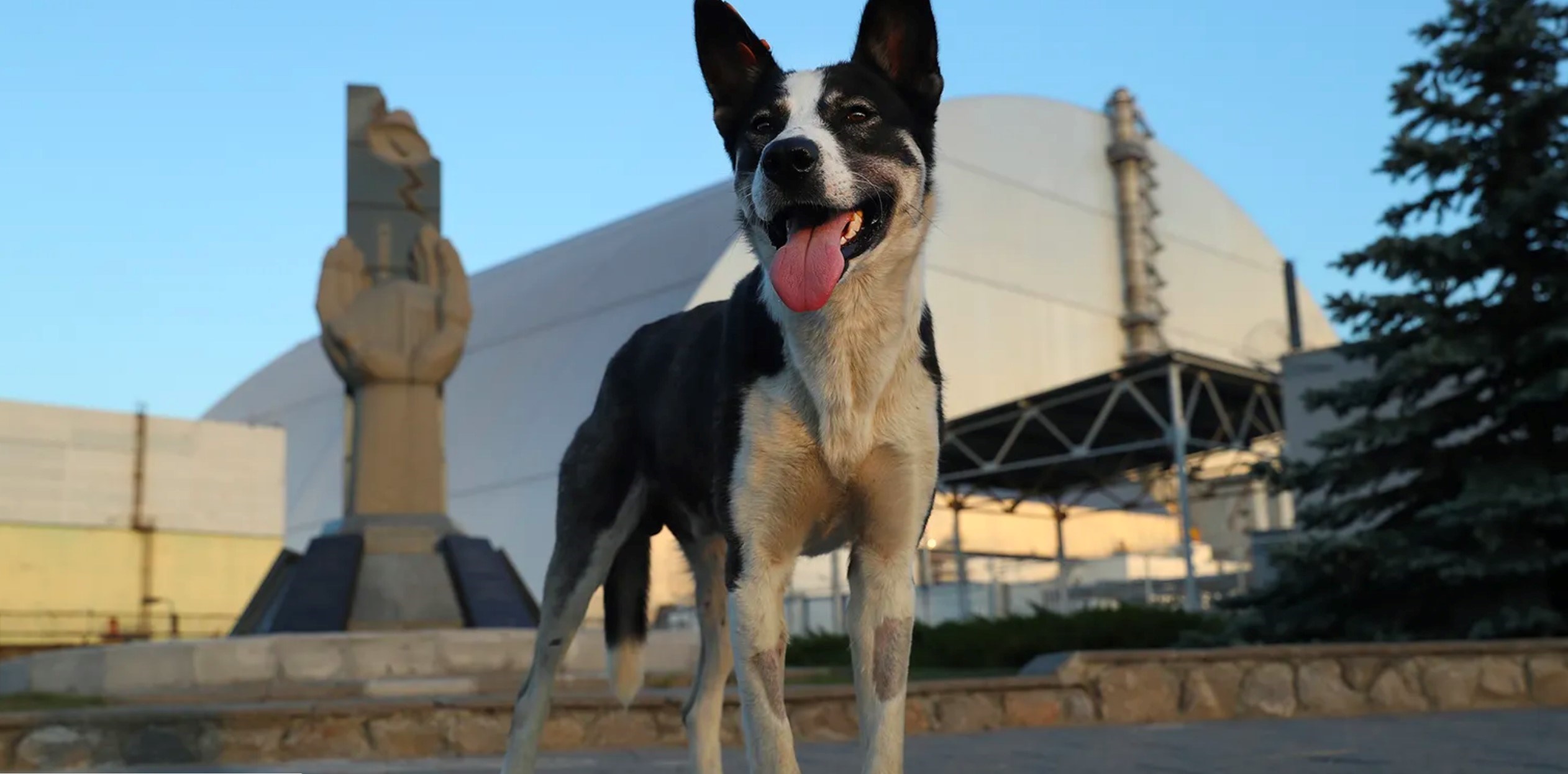 علماء يكتشفون تغييرات جينية لدى الكلاب الضالة بالقرب من محطة تشيرنوبل النووية