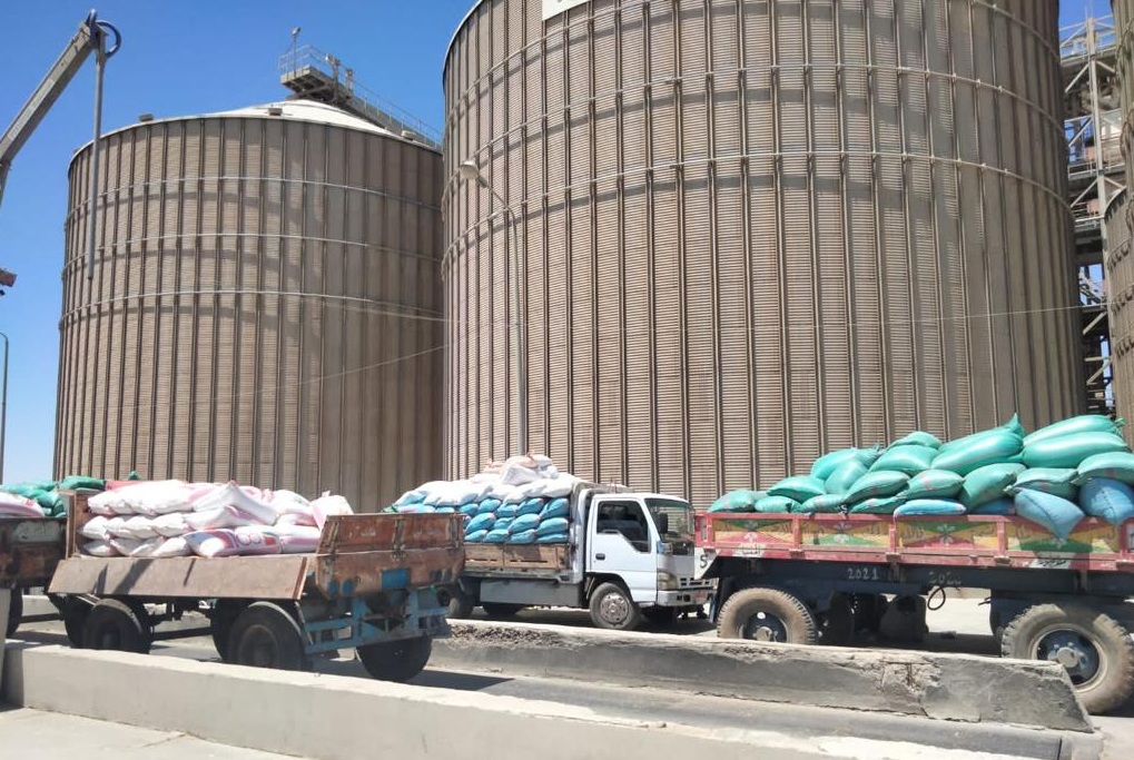 توريد القمح في محافظة المنيا