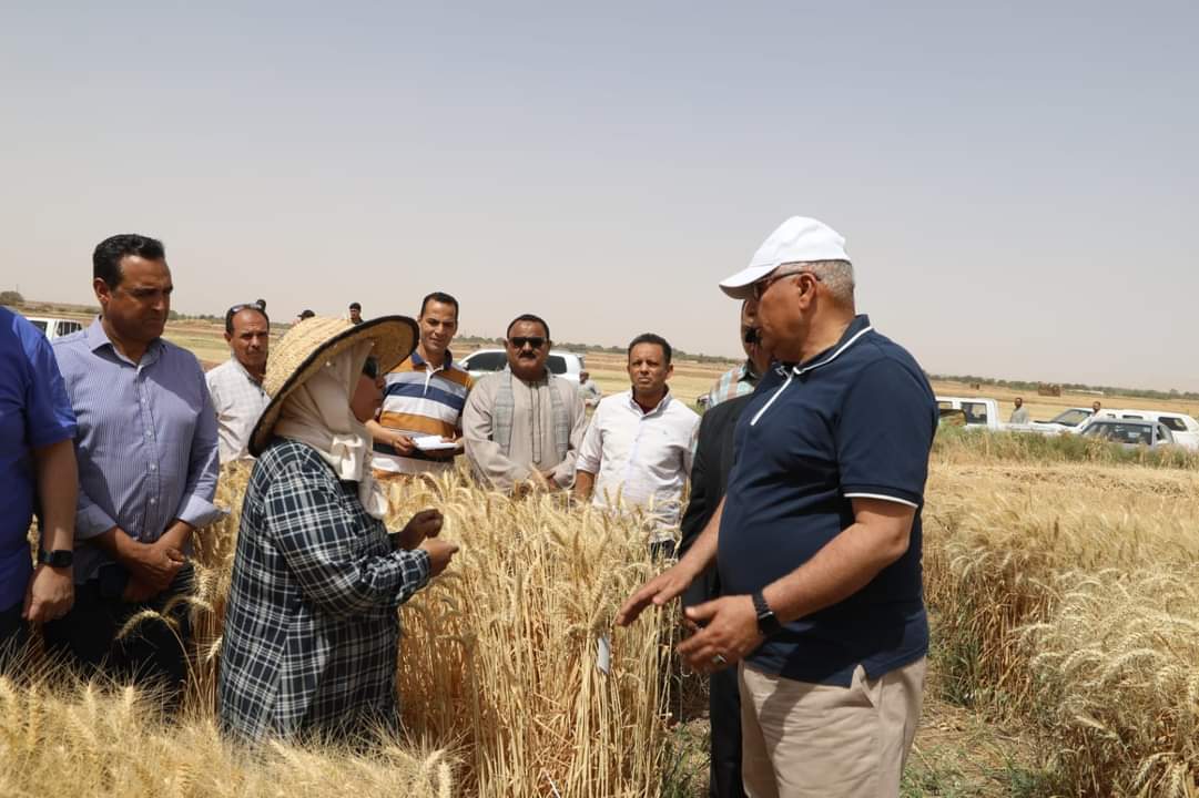 محافظ الوادي الجديد يشهد حصاد مزرعة بحثية لتقييم سلالات القمح في الداخلة  |صور - بوابة الأهرام