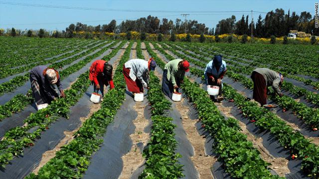 الزراعة في  سنوات الرئيس السيسي يقود نهضة زراعية غير مسبوقة